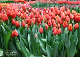 Tulipa Ad Rem (2)